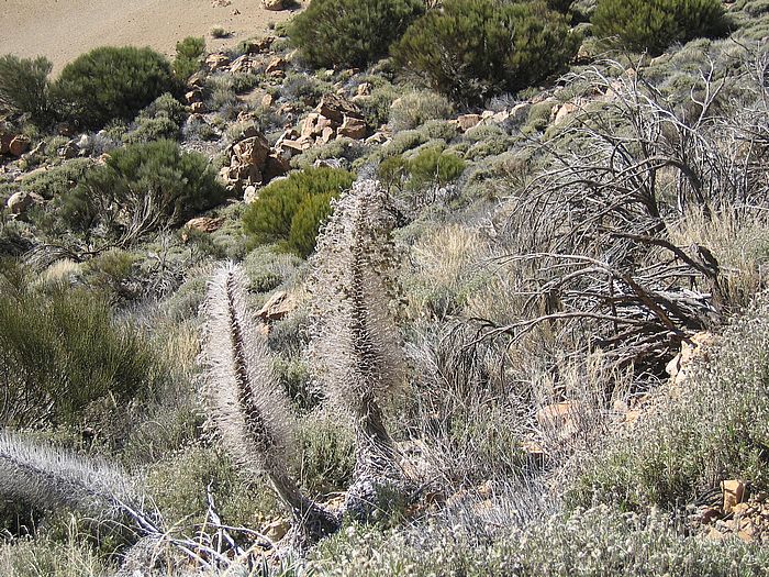 Teide-Natternkopf - Teide bugloss