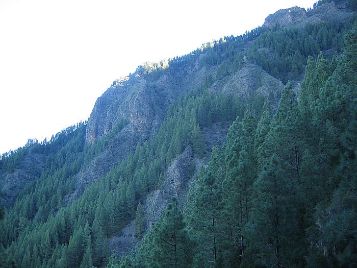 Orotavatal - Orotava valley