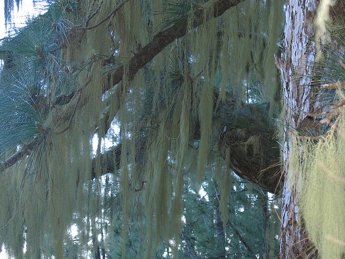 kanarische Kiefer mit Flechten - Canary Island pine with lichens
