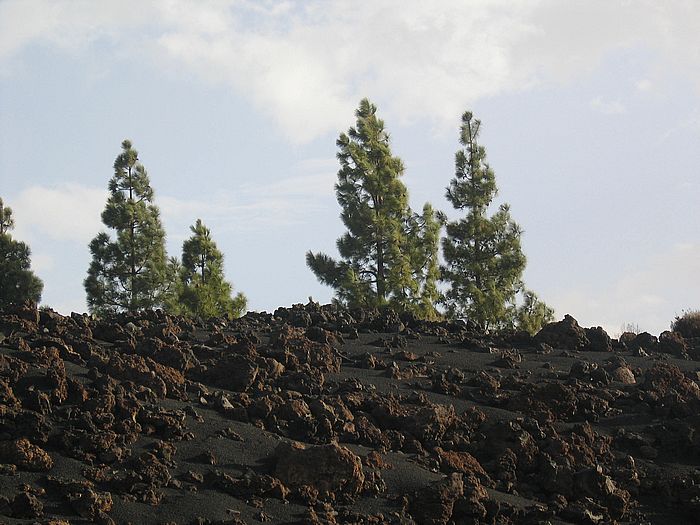 im nordwestlichen Teidekrater - in the northwestern Teide crater