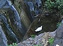 kanarische Ente - Canarian duck