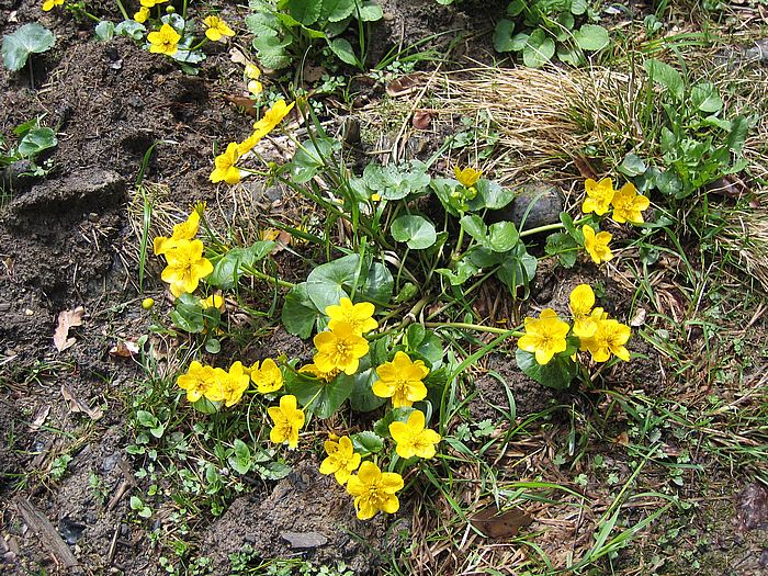 Sumpfdotterblumen