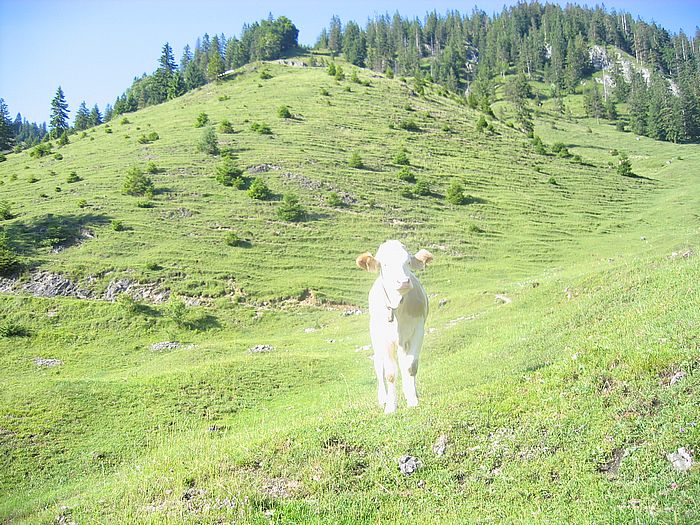 Kuh Trockenbachalmen