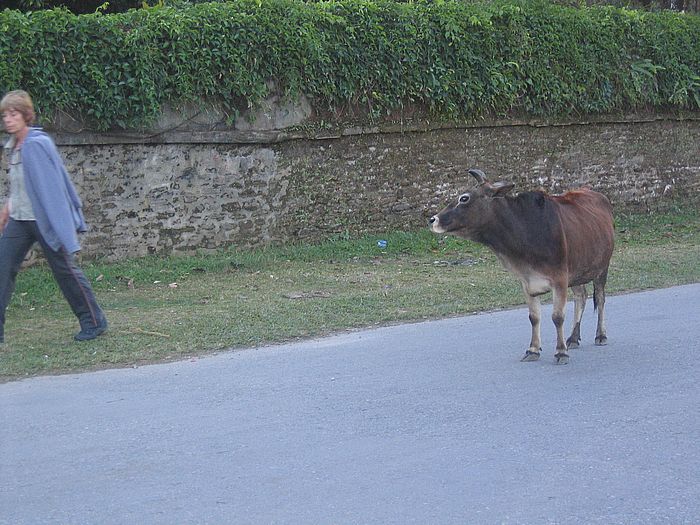 cow in Pokhara