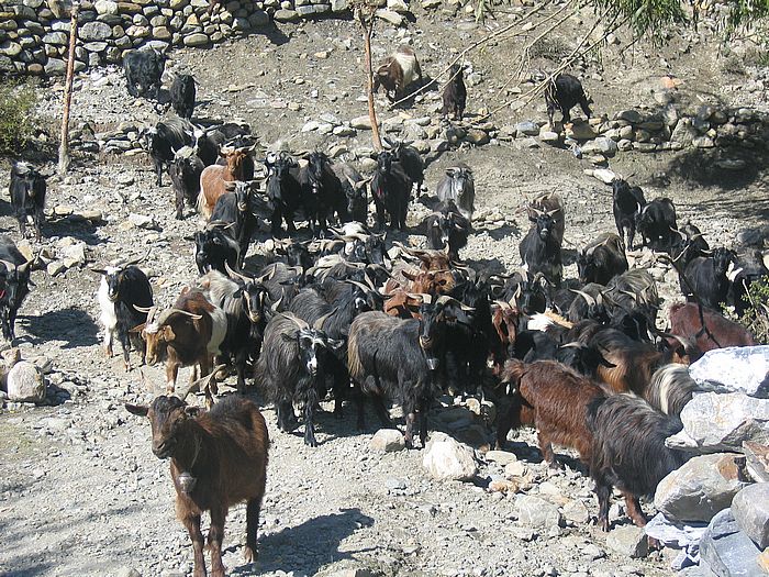 goat flock