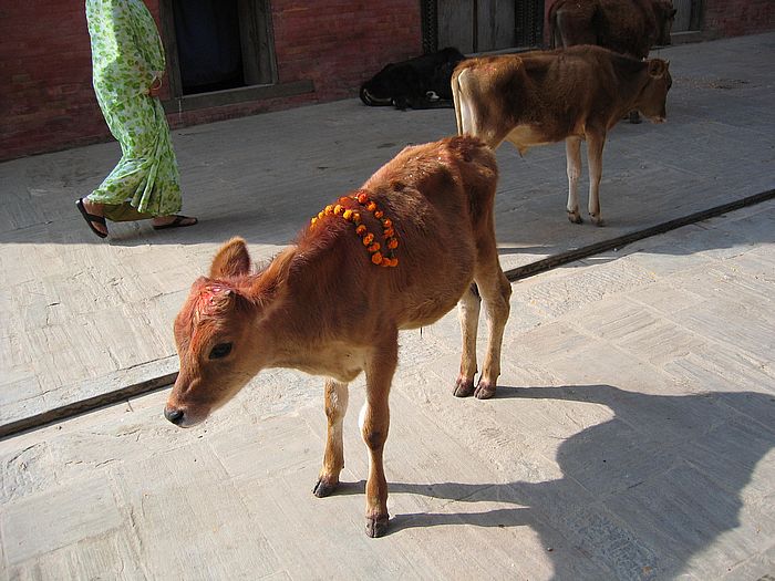 cow at Pashupatinath