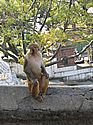 monkey at Pashupatinath